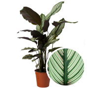 Calathea, green and white foliage